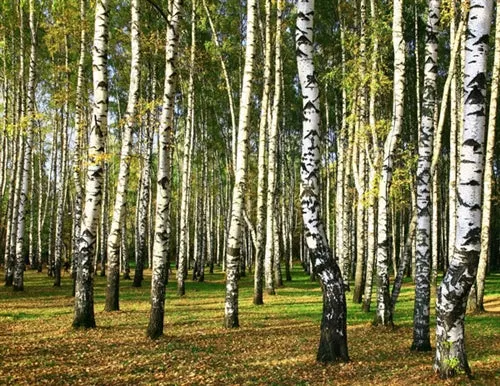 Birch Sweet Essential Oil