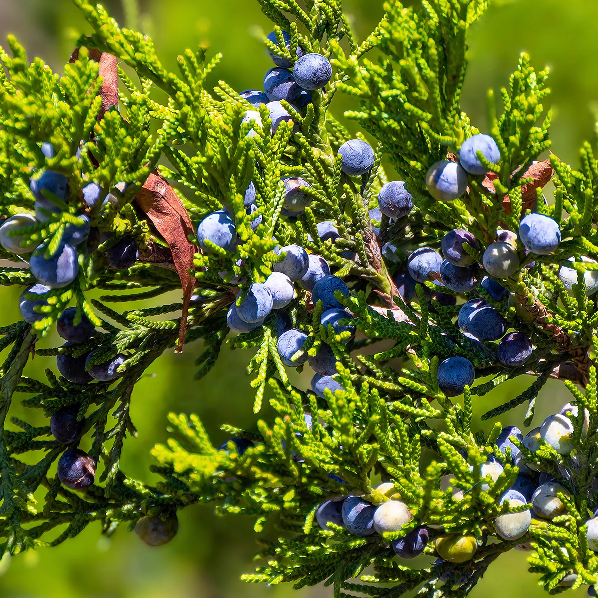 Cedarwood Virginian Essential Oil