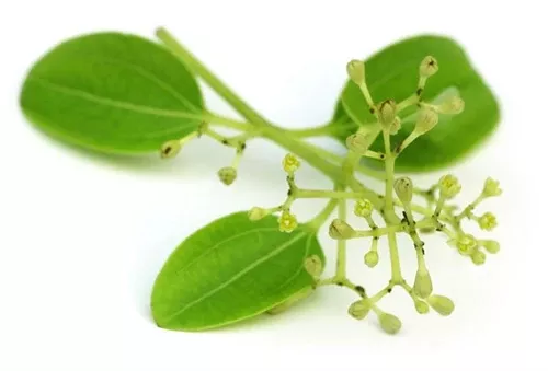 Cinnamon Leaf Essential Oil