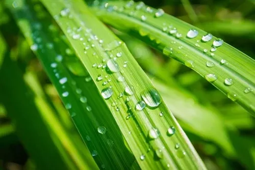 CitronellaEssential Oil