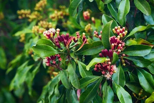 Clove Leaf Essential Oil
