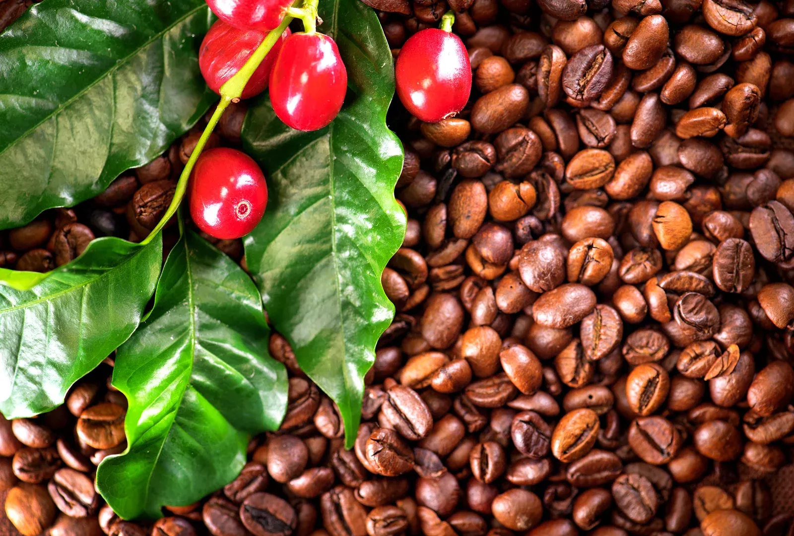 Coffee Essential Oil