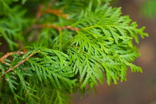 Cypress Essential Oil