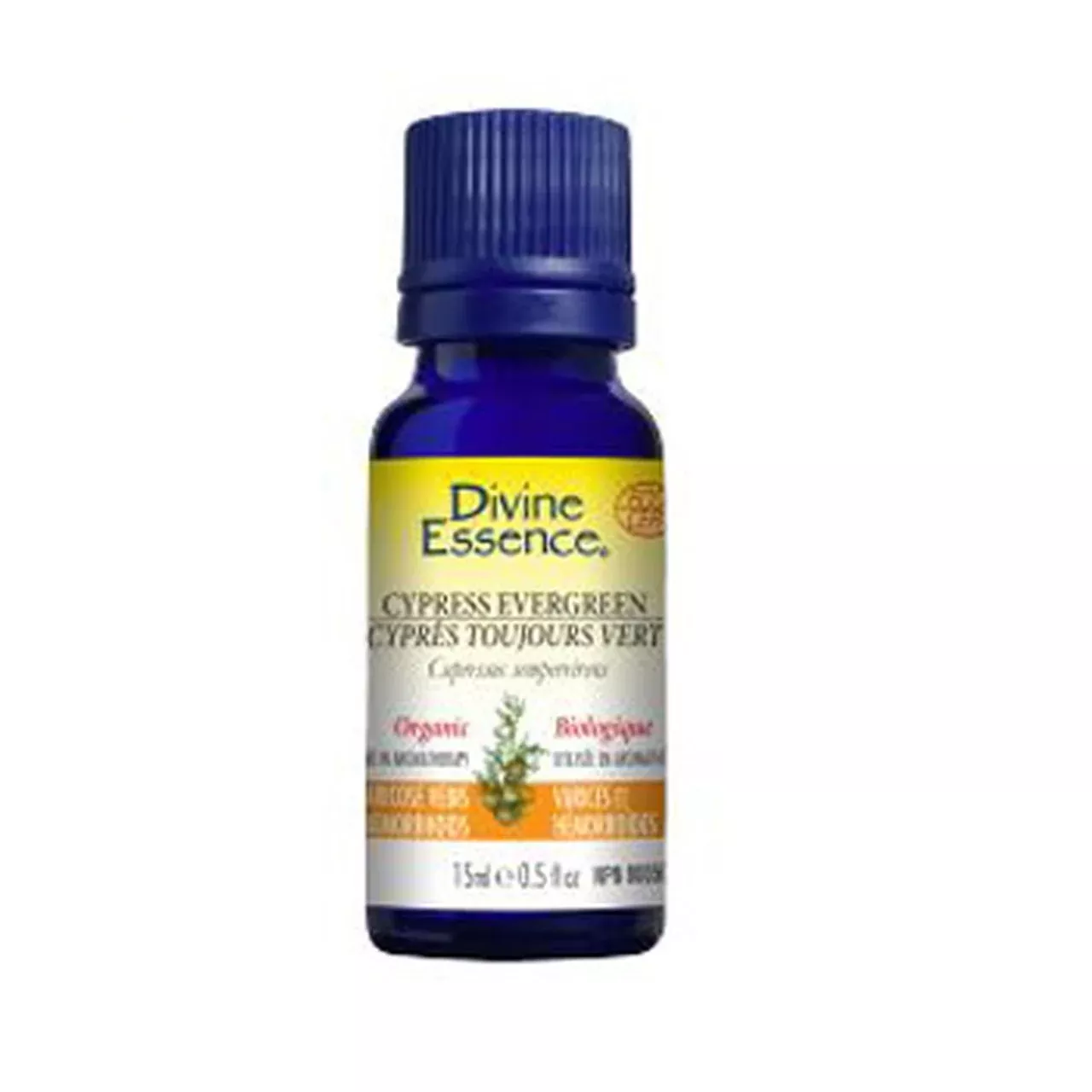 Cypress - Evergreen (Organic)