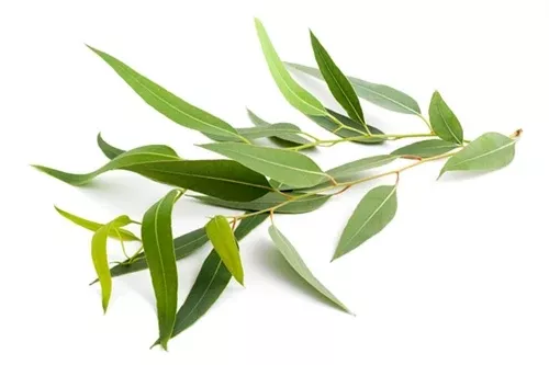 Eucalyptus Radiata Essential Oil