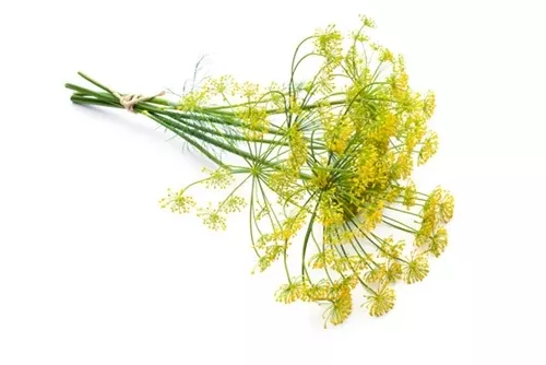 Fennel Sweet Essential Oil
