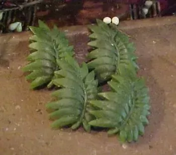 Fern Leaf Embeds 4 Cavity Silicone Mold 745