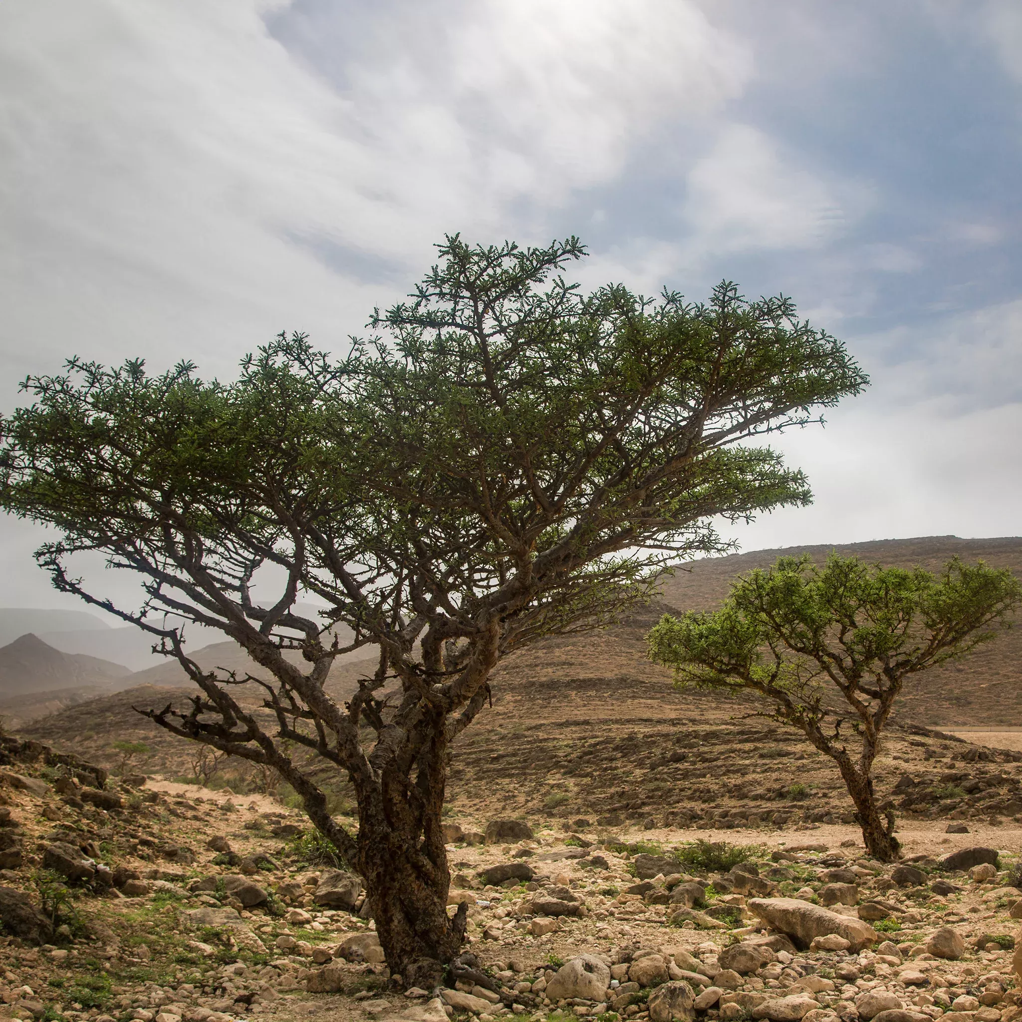 Frankincense Essential Oil - Boswellia Carterii