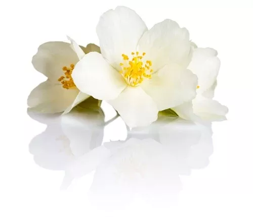 Jasmine Absolute