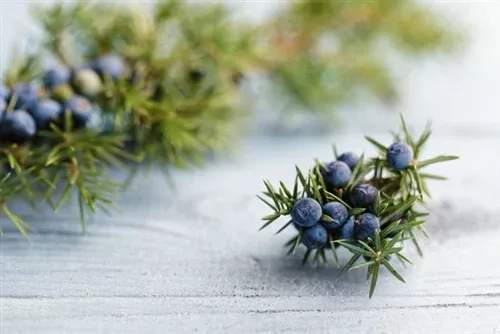 Juniper Berry Essential Oil