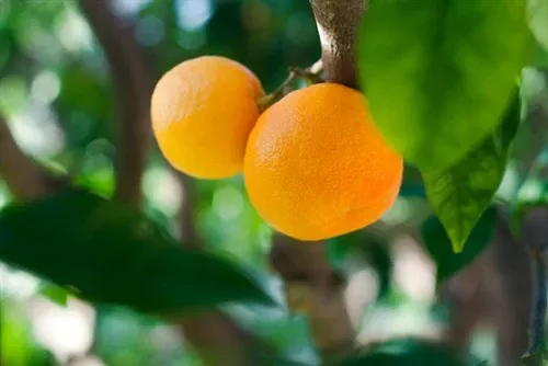 Neroli Essential Oil