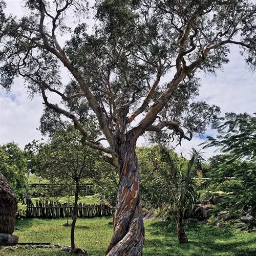 Niaouli Essential Oil