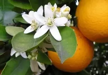 Orange Satsuma Natural Lotion