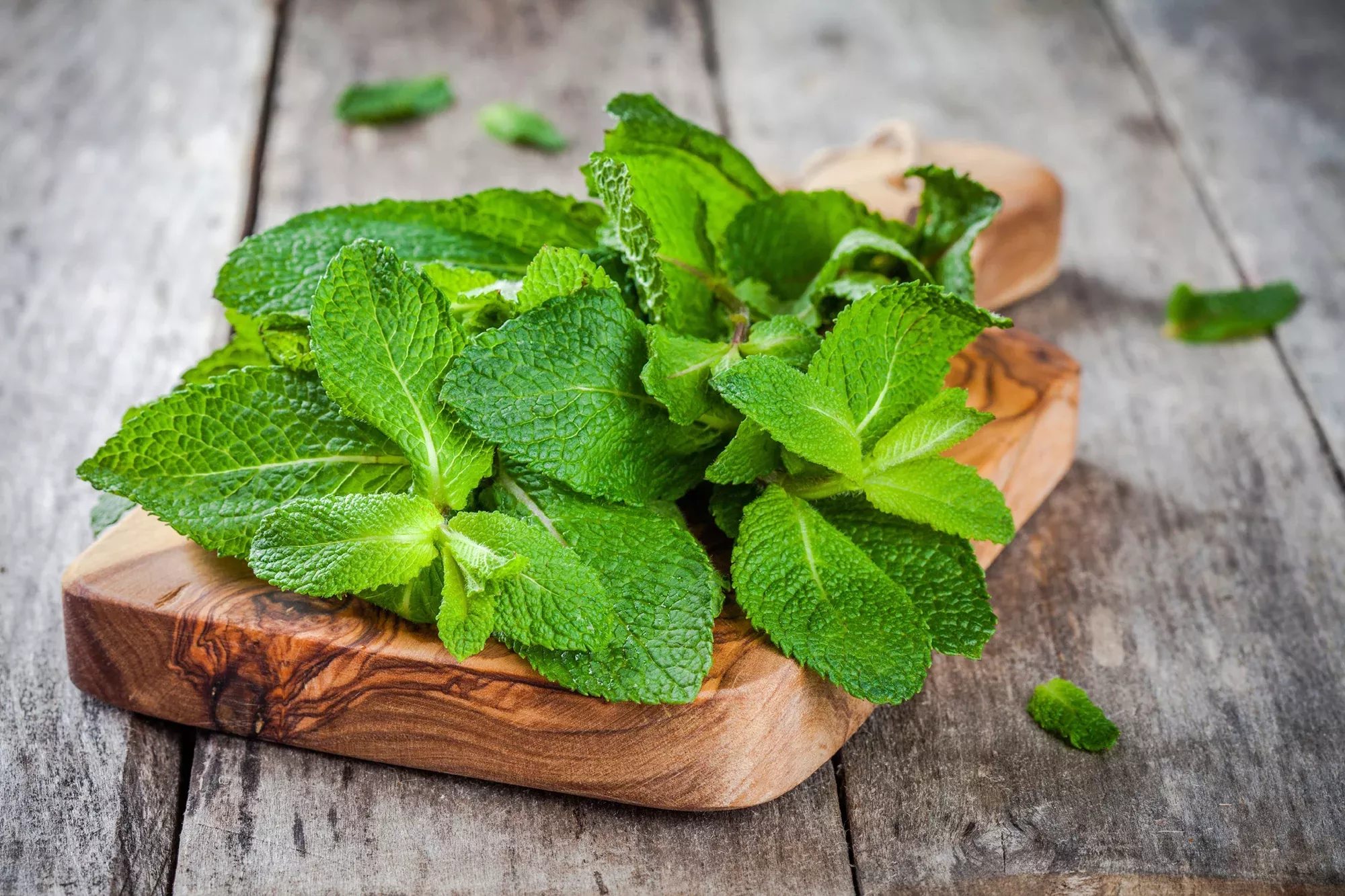 Peppermint Fragrance Oil