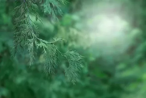 Pine – Black Essential Oil