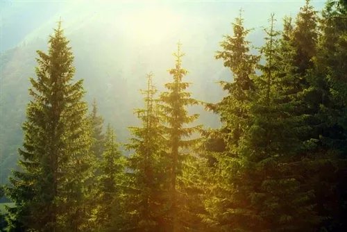Pine – Scotch Essential Oil