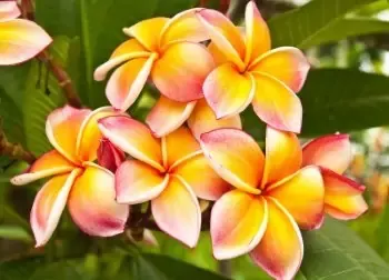 Plumeria Natural Lotion