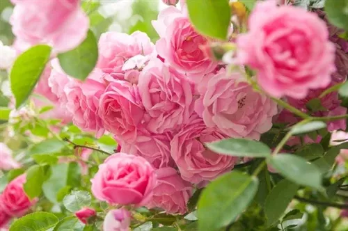 Rose De Mai Absolute – 10% Dilution in Jojoba Oil