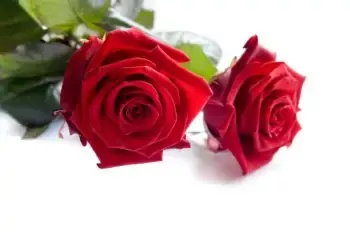 Rose Natural Lotion