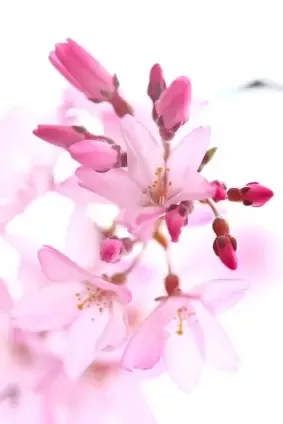 Sakura Natural Lotion