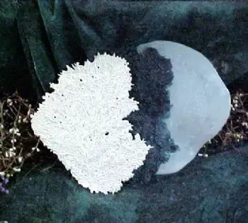 Sea Fan Embed 1 Cavity Silicone Mold 1062