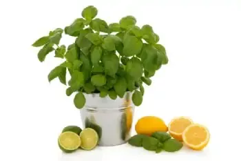 Spring Citrus Basal Natural Lotion