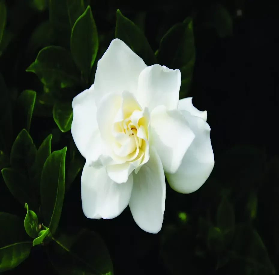 White Blossom Natural Lotion