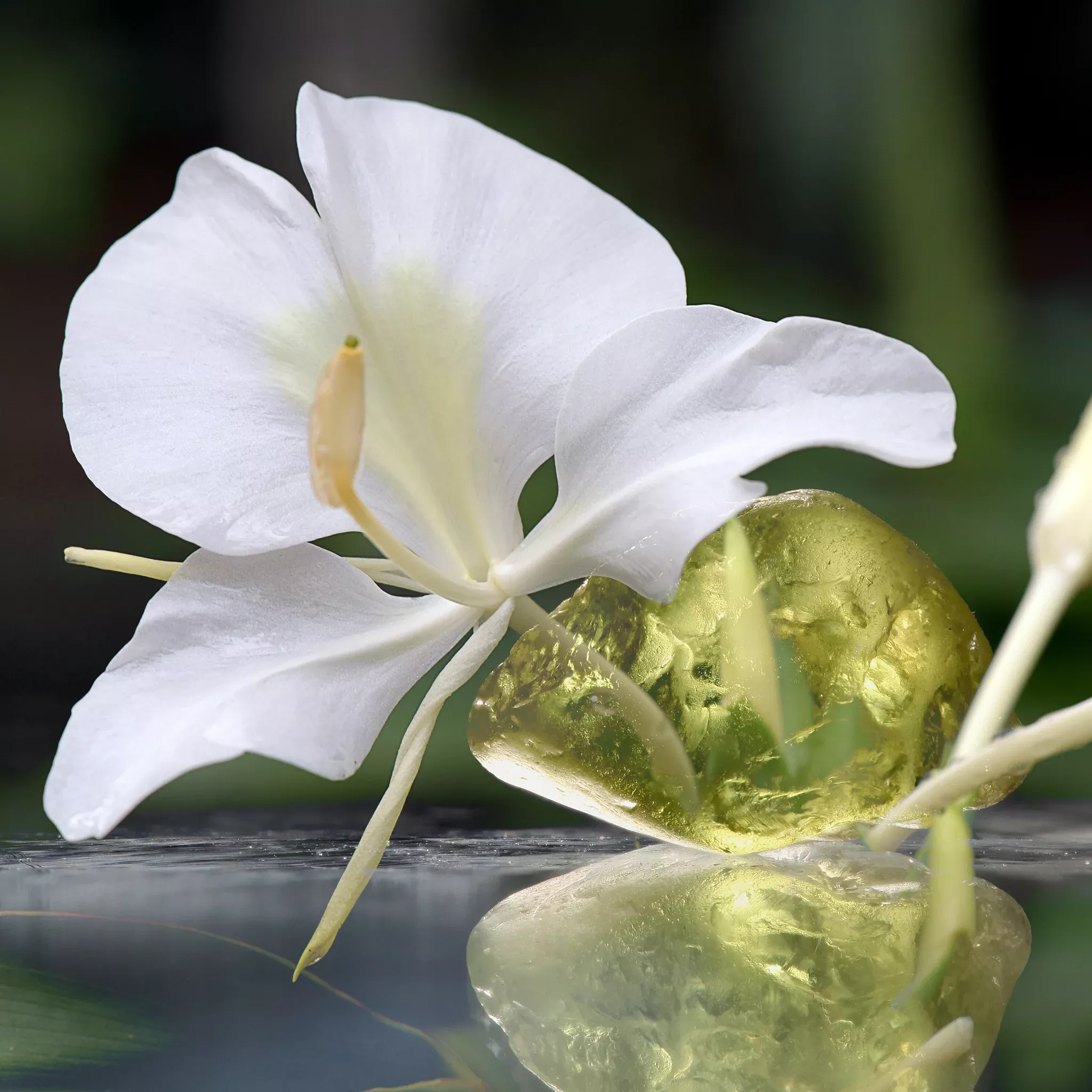 White Ginger Lily Fragrance Oil